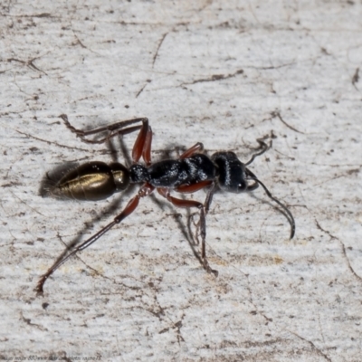 Myrmecia fulvipes (Red-legged Toothless bull ant) at Black Mountain - 23 Sep 2021 by Roger