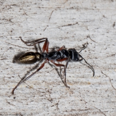 Myrmecia fulvipes (Red-legged Toothless bull ant) at Bruce, ACT - 23 Sep 2021 by Roger