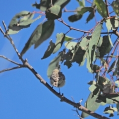 Gerygone fusca (Western Gerygone) at Woodstock Nature Reserve - 25 Sep 2021 by wombey