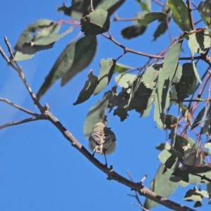 Gerygone fusca at Holt, ACT - 25 Sep 2021