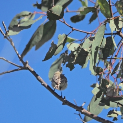 Gerygone fusca (Western Gerygone) at Holt, ACT - 25 Sep 2021 by wombey