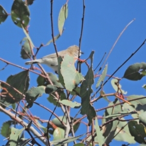 Gerygone fusca at Holt, ACT - 25 Sep 2021 10:35 AM