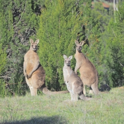 Macropus giganteus (Eastern Grey Kangaroo) at Holt, ACT - 25 Sep 2021 by wombey