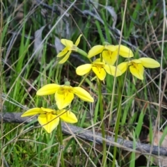 Diuris chryseopsis (Golden Moth) at Isaacs Ridge and Nearby - 25 Sep 2021 by Mike