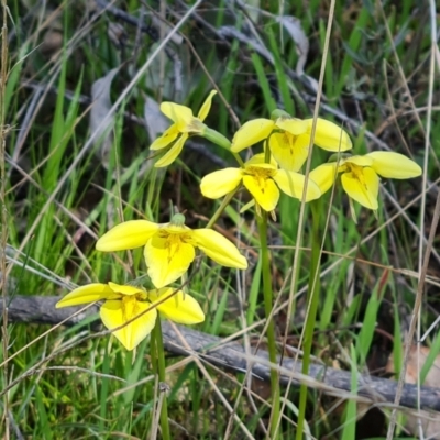 Diuris chryseopsis (Golden Moth) at Jerrabomberra, ACT - 25 Sep 2021 by Mike