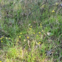 Diuris chryseopsis at Jerrabomberra, ACT - suppressed