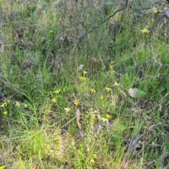 Diuris chryseopsis at Jerrabomberra, ACT - 25 Sep 2021