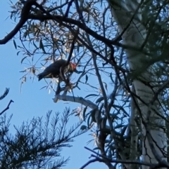 Callocephalon fimbriatum (Gang-gang Cockatoo) at Oakey Hill - 23 Sep 2021 by jmcleod