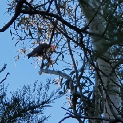 Callocephalon fimbriatum (Gang-gang Cockatoo) at Oakey Hill - 23 Sep 2021 by jmcleod