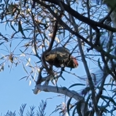 Callocephalon fimbriatum at Curtin, ACT - 24 Sep 2021