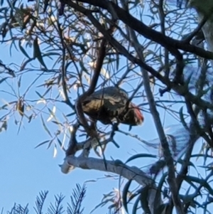 Callocephalon fimbriatum at Curtin, ACT - 24 Sep 2021