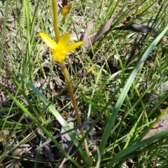 Bulbine sp. at Isaacs Ridge - 25 Sep 2021 by Mike