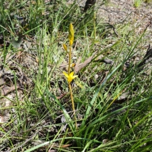 Bulbine sp. at Jerrabomberra, ACT - 25 Sep 2021 11:48 AM