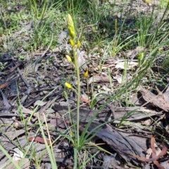 Bulbine sp. at Jerrabomberra, ACT - 25 Sep 2021 11:48 AM