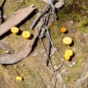 Lichenomphalia chromacea at Jerrabomberra, ACT - 25 Sep 2021