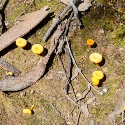 Lichenomphalia chromacea (Yellow Navel) at Isaacs Ridge - 25 Sep 2021 by Mike