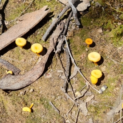 Lichenomphalia chromacea (Yellow Navel) at Isaacs Ridge and Nearby - 25 Sep 2021 by Mike