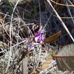 Hardenbergia violacea (False Sarsaparilla) at Black Mountain - 25 Sep 2021 by danswell