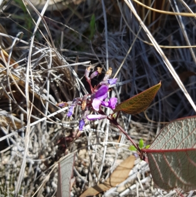 Hardenbergia violacea (False Sarsaparilla) at Black Mountain - 25 Sep 2021 by danswell