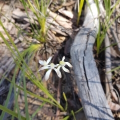 Caladenia ustulata (Brown Caps) at Black Mountain - 25 Sep 2021 by danswell