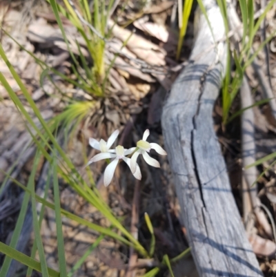 Caladenia ustulata (Brown Caps) at Black Mountain - 25 Sep 2021 by danswell