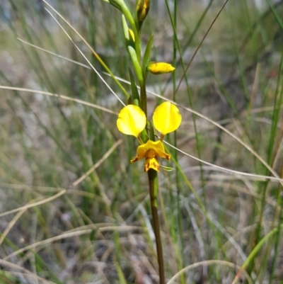 Diuris nigromontana (Black Mountain Leopard Orchid) at Black Mountain - 25 Sep 2021 by danswell