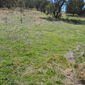 Trifolium subterraneum at Jerrabomberra, ACT - 25 Sep 2021