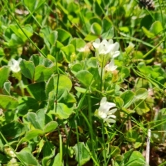 Trifolium subterraneum at Jerrabomberra, ACT - 25 Sep 2021