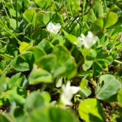 Trifolium subterraneum at Jerrabomberra, ACT - 25 Sep 2021