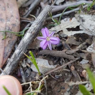 Thysanotus patersonii (Twining Fringe Lily) at Black Mountain - 25 Sep 2021 by danswell