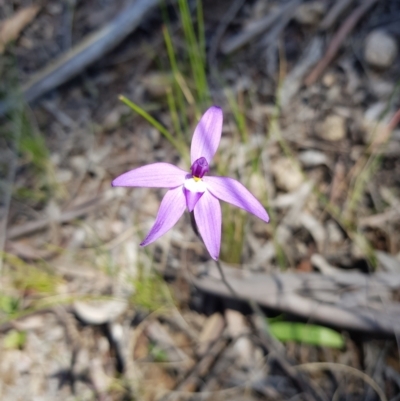 Glossodia major (Wax Lip Orchid) at Black Mountain - 25 Sep 2021 by danswell