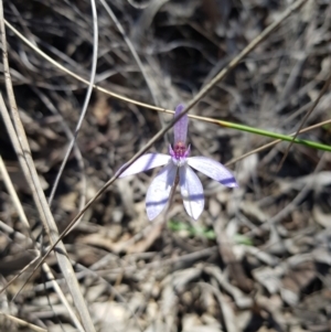 Cyanicula caerulea at Downer, ACT - 25 Sep 2021