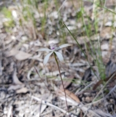 Caladenia ustulata (Brown Caps) at Downer, ACT - 25 Sep 2021 by danswell