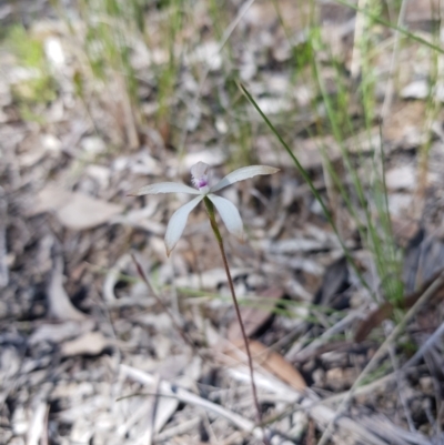 Caladenia ustulata (Brown Caps) at Downer, ACT - 25 Sep 2021 by danswell