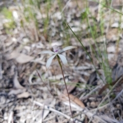 Caladenia ustulata (Brown caps) at Downer, ACT - 25 Sep 2021 by danswell