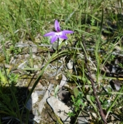 Glossodia major (Wax Lip Orchid) at Bruce, ACT - 25 Sep 2021 by danswell
