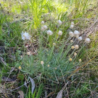 Leucochrysum albicans subsp. tricolor (Hoary Sunray) at Isaacs Ridge and Nearby - 25 Sep 2021 by Mike