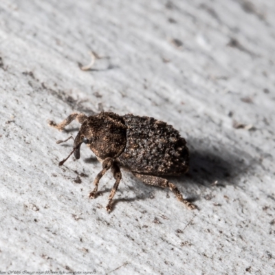 Cryptorhynchini sp. (tribe) (Unidentified cryptorhynchine weevil) at Black Mountain - 23 Sep 2021 by Roger