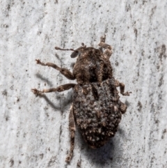 Cryptorhynchini sp. (tribe) at Bruce, ACT - 23 Sep 2021