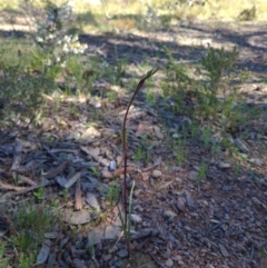 Diuris pardina (Leopard Doubletail) at Mulligans Flat - 25 Sep 2021 by RobynHall