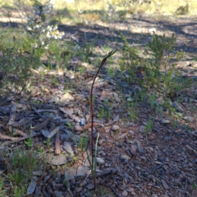 Diuris pardina (Leopard Doubletail) at Mulligans Flat - 25 Sep 2021 by RobynHall