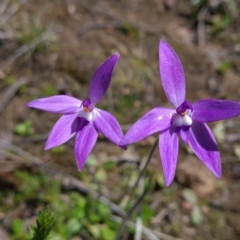 Glossodia major (Wax Lip Orchid) at Mulligans Flat - 25 Sep 2021 by RobynHall