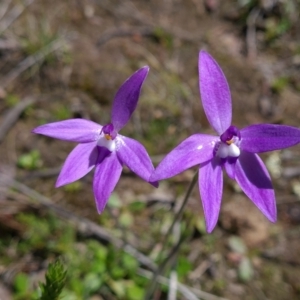 Glossodia major at Sutton, NSW - 25 Sep 2021