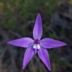 Glossodia major at Sutton, NSW - 25 Sep 2021