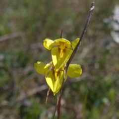 Diuris chryseopsis (Golden Moth) at Mulligans Flat - 25 Sep 2021 by RobynHall