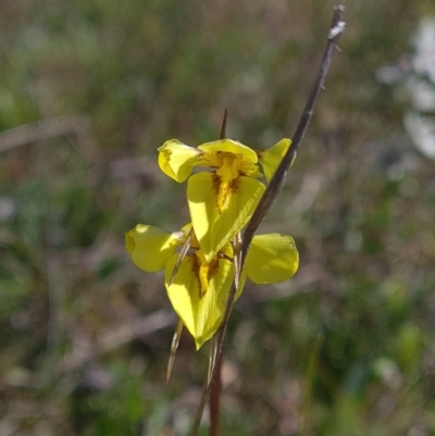 Diuris chryseopsis (Golden Moth) at Mulligans Flat - 25 Sep 2021 by RobynHall