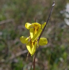 Diuris chryseopsis (Golden Moth) at Sutton, NSW - 25 Sep 2021 by RobynHall