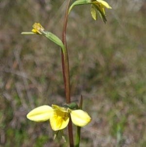 Diuris chryseopsis at Sutton, NSW - 25 Sep 2021