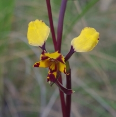 Diuris pardina (Leopard Doubletail) at Kaleen, ACT - 18 Sep 2021 by RobynHall