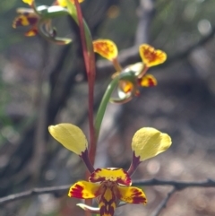 Diuris pardina at Kaleen, ACT - 19 Sep 2021